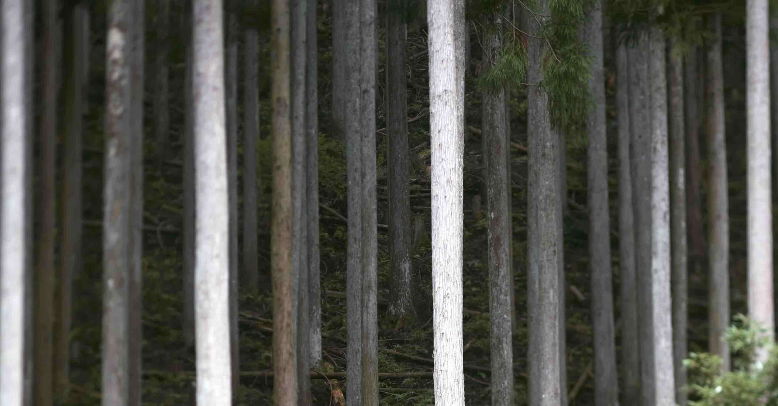 Bosques algo mas scaled Eventos