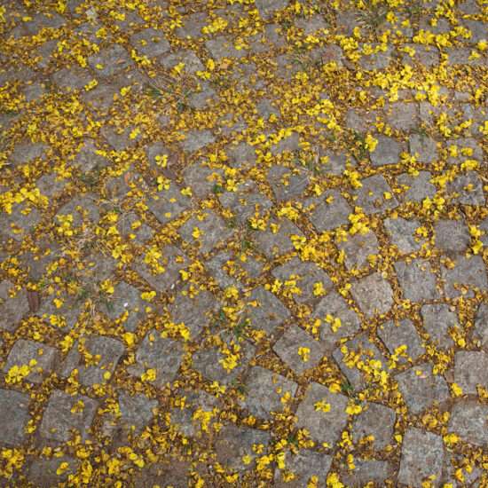 Flowers on paving stones