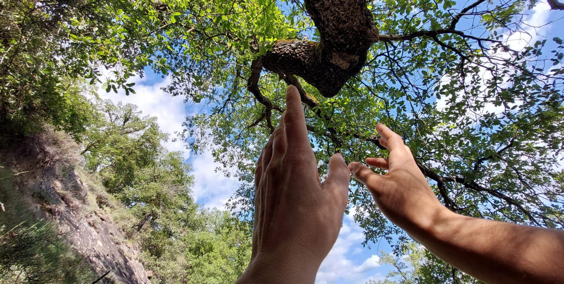 Cuerpos que también son bosque