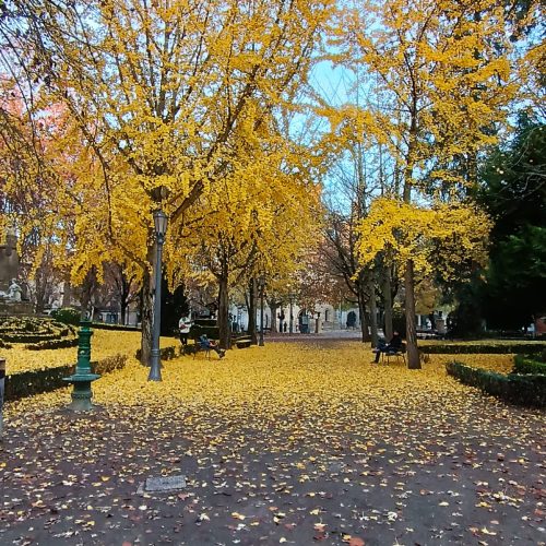 Corredor Ginkgos Parque Taconera_Foto Isabel Ferreirea