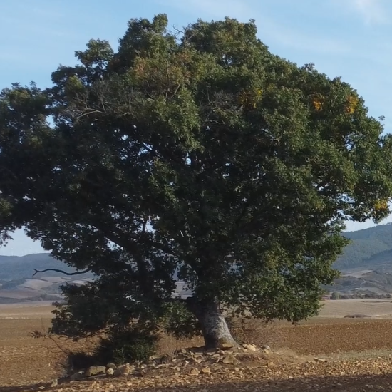 el-arbol-solitario-aspect-ratio-1920-967